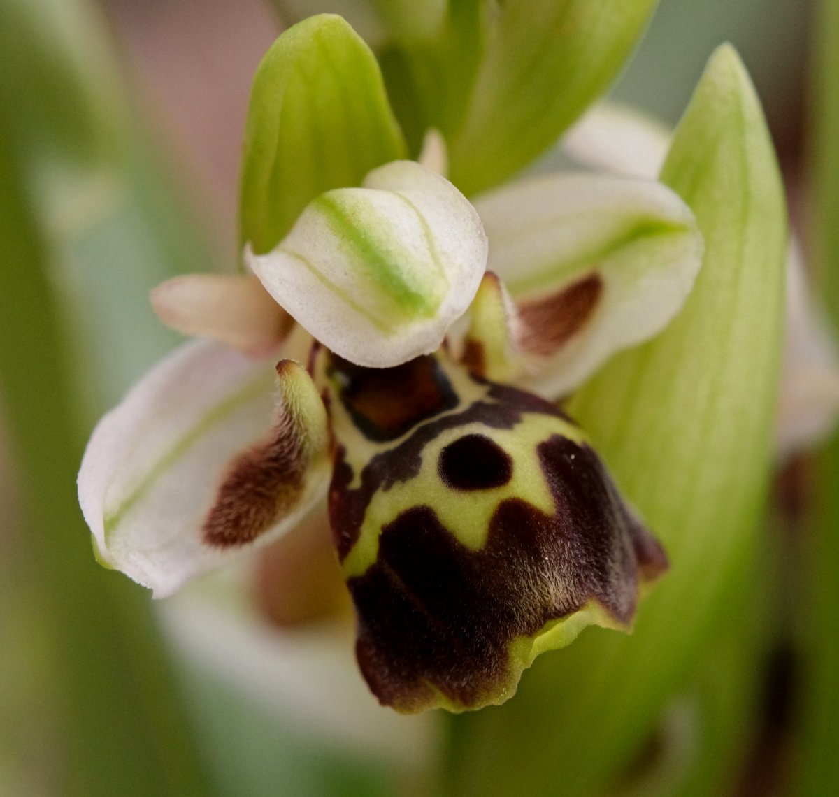 Orchidee di Marzo - Dalla Grecia con passione